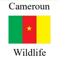 Government issued silver bullion coins from Cameroun